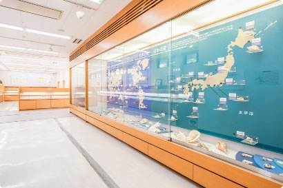 写真：貝と海藻の家