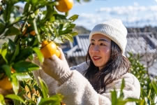 写真:季節替わりのみかん狩り(11月~3月)